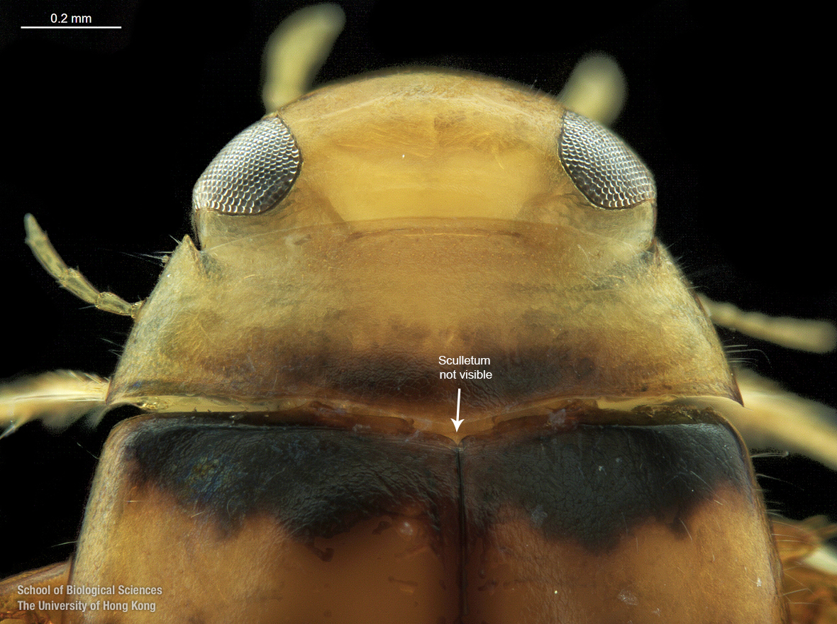 Cranium and pronotum (dorsal view)